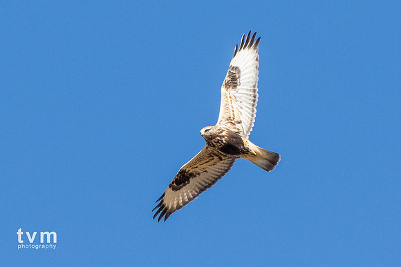 Rough-legged Hawk