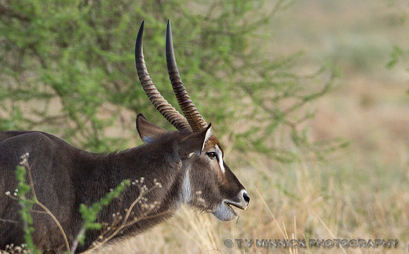 Waterbuck male