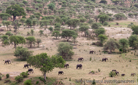 Elephants Moving through Tarangire
