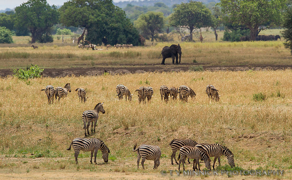 Grazing Zebra