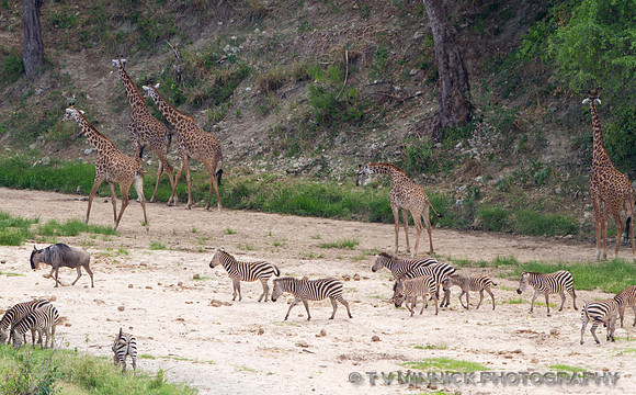 Tarangire Wildlife