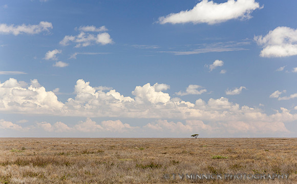 Endless Plain of the Masai