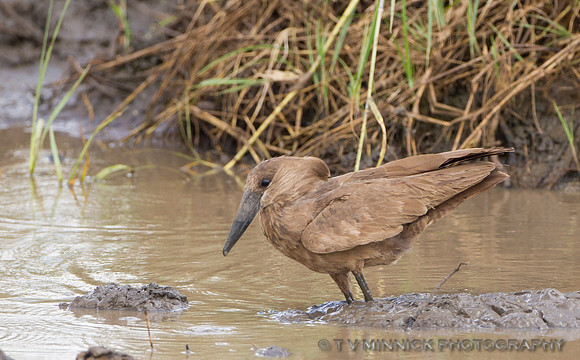 Hammerkop