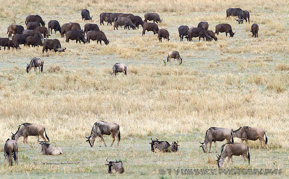 Wildebeest and African Buffalo
