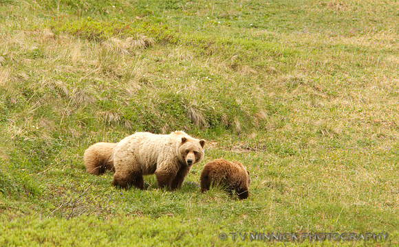 Grizzly Sow and Cubs
