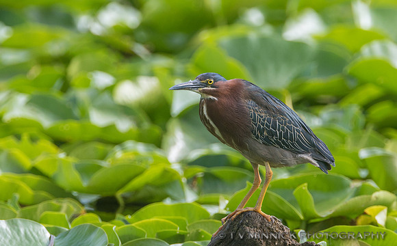 Green Heron