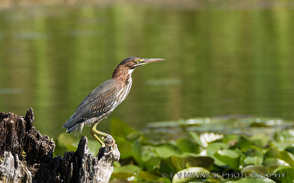 Immature Green Heron