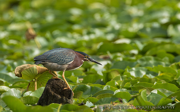 Green Heron