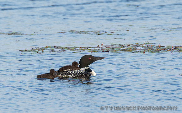 Loon and Chicks