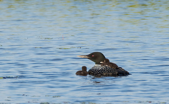 Loon and Chicks