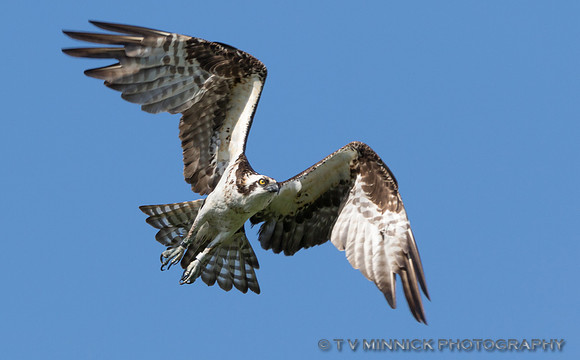 Osprey Takeoff