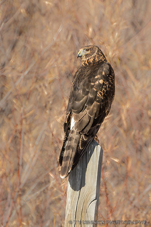 Northern Harrier female