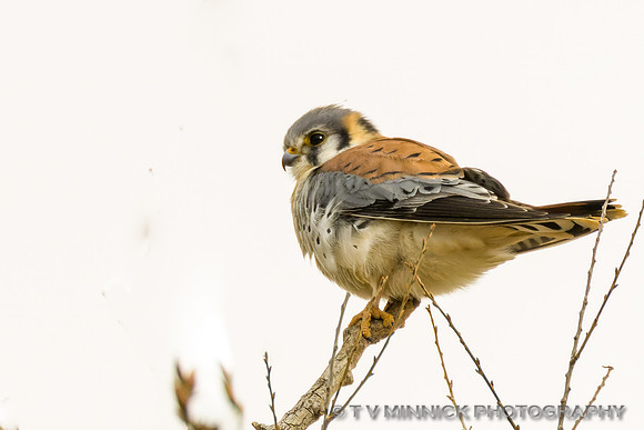 Kestrel
