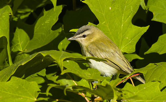 Red-eyed Vireo