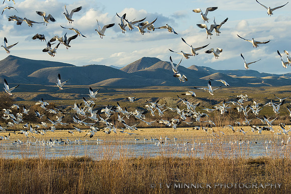 Snow Geese Explosion