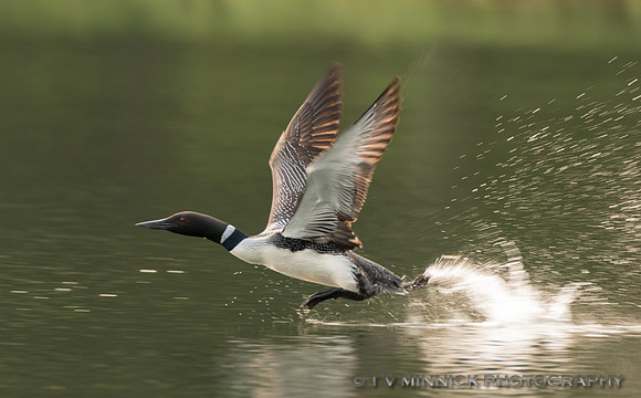 Loon Take-off