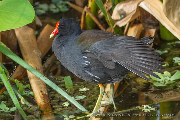 Common Moorhen