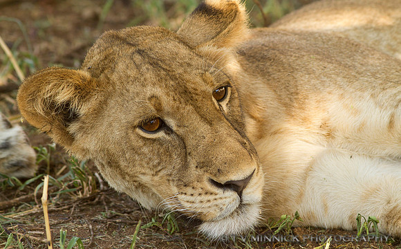 Resting Lioness