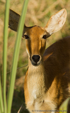 Bohor Reedbuck