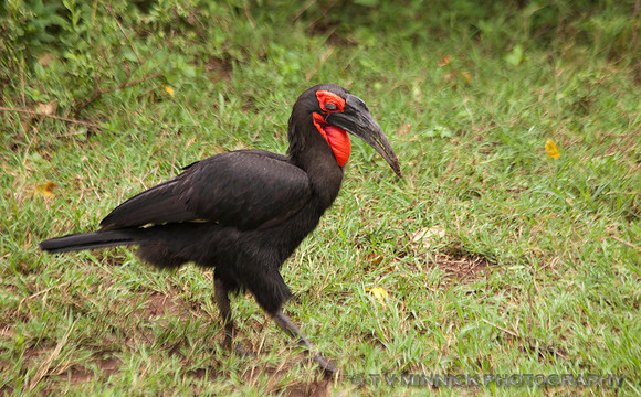 Ground Hornbill