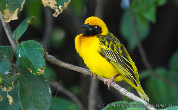 Speke's Weaver