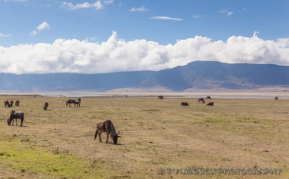 In the Ngorongoro Crater