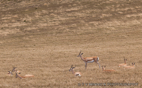 Grant's Gazelles