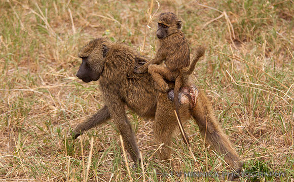 Hitchin' a Ride