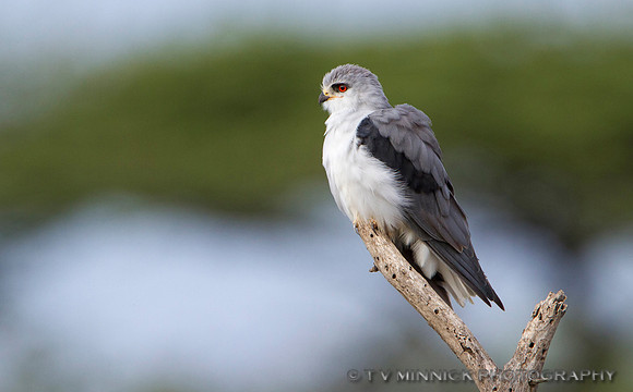Black-shouldered Kite
