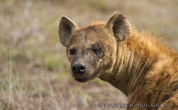 Hyena Portrait