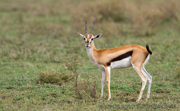 Thompson's Gazelle
