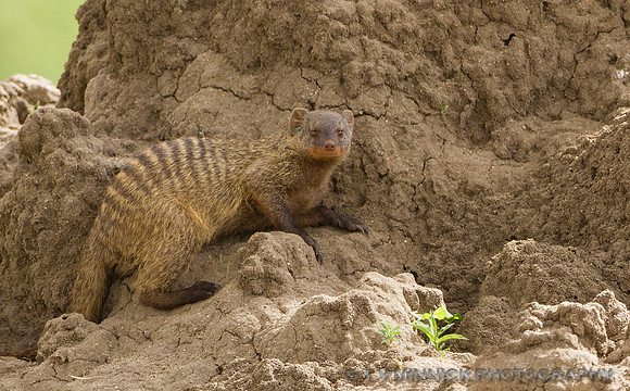 Banded Mongoose