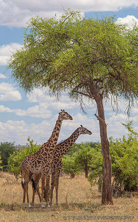Masai Giraffe