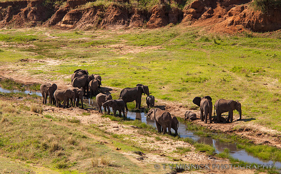 African Elephants