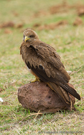 Eurasian Marsh Harrier