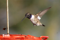 Black-chinned Hummingbird