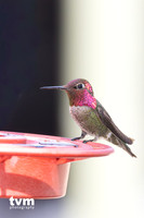 Anna's Hummingbird