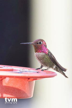 Anna's Hummingbird