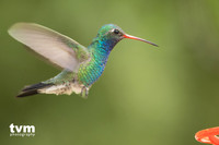 Broad-billed Hummingbird