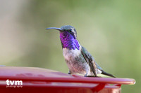 Lucifer's Hummingbird