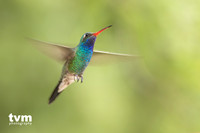 Broad-billed Hummingbird