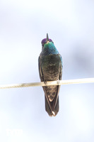 Rivoli's Hummingbird