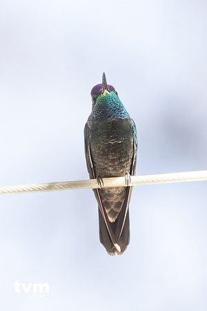Rivoli's Hummingbird