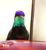 Rivoli's Hummingbird