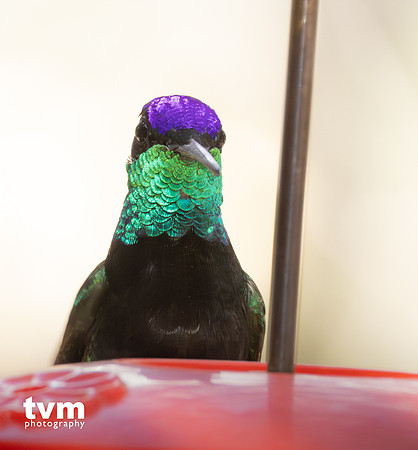 Rivoli's Hummingbird