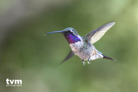 Lucifer's Hummingbird