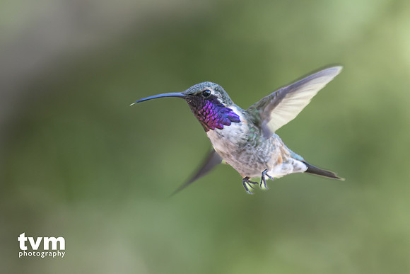 Lucifer's Hummingbird