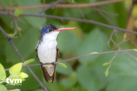 Violet-crowned Hummingbird