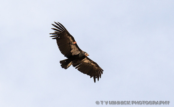 California Condor #77