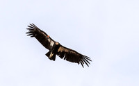 California Condor